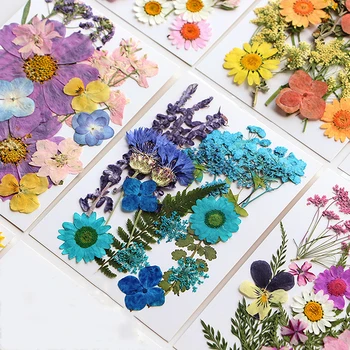 Getrocknete Blumen, echte natürliche pflanzliche gepresste Blume für Epoxidharzfüllung, DIY, Nagelkunst