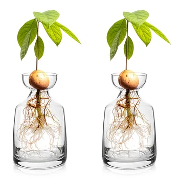 Zweiteilige Avocado-Samen-Startervase - wächst Ihren eigenen Avocado-Baum. Einzigartiger Glas-Pflanztopf