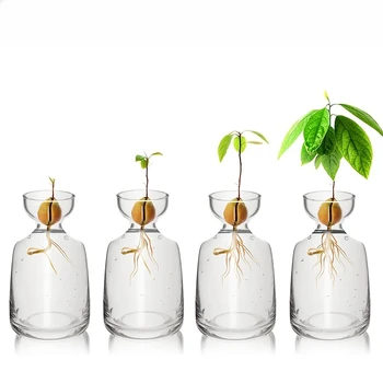 Vierteilige Avocado-Samen-Startervase - wächst Ihren eigenen Avocado-Baum. Einzigartiger Glas-Pflanztopf