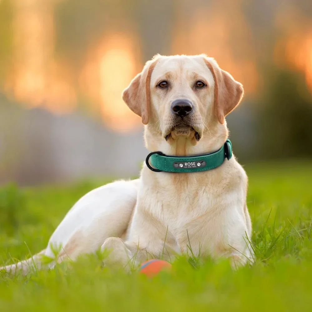 Personalisierte Namens-ID-Tags, Hundehalsbänder – Bild 5