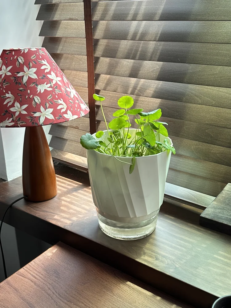 Lazy Hydroponic Blumentopf, automatischer – Bild 4