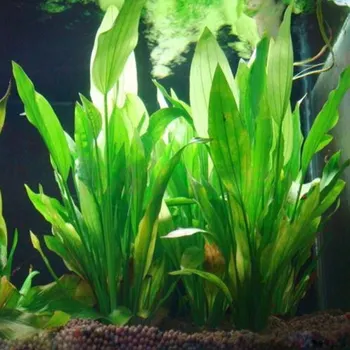 15 cm Künstliche Aquarium Dekor Pflanzen Wasser Unkraut Ornament Wasserpflanze Aquarium Gras Dekoration