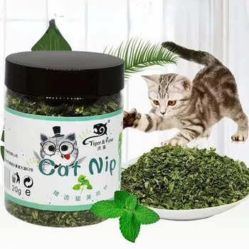 Organisches 100% Natürliches Katzenminze-Rindergras mit Minzgeschmack Lustiges Katzenspielzeug Neues