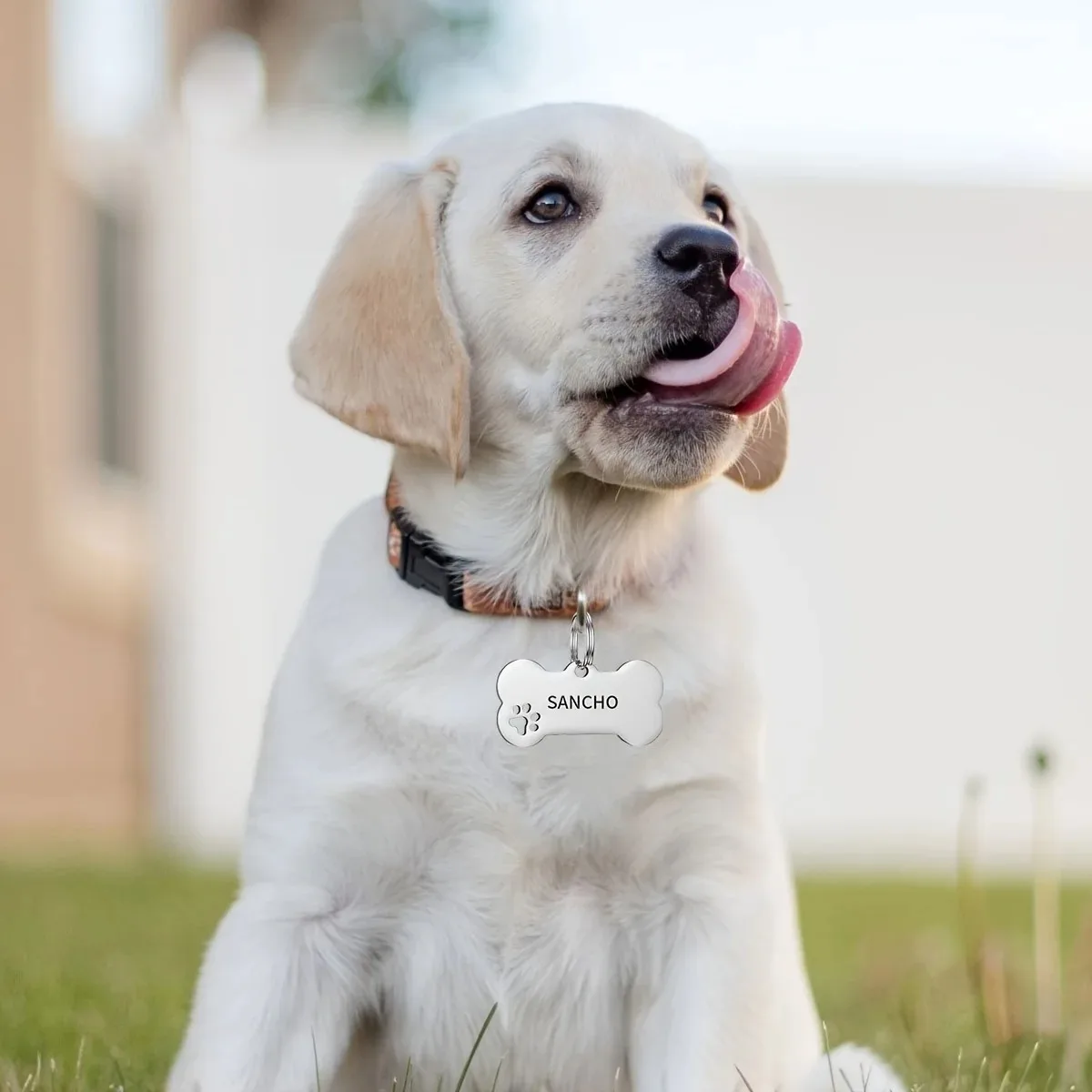Personalisierte, gravierte, hochwertige Hunde- und – Bild 4